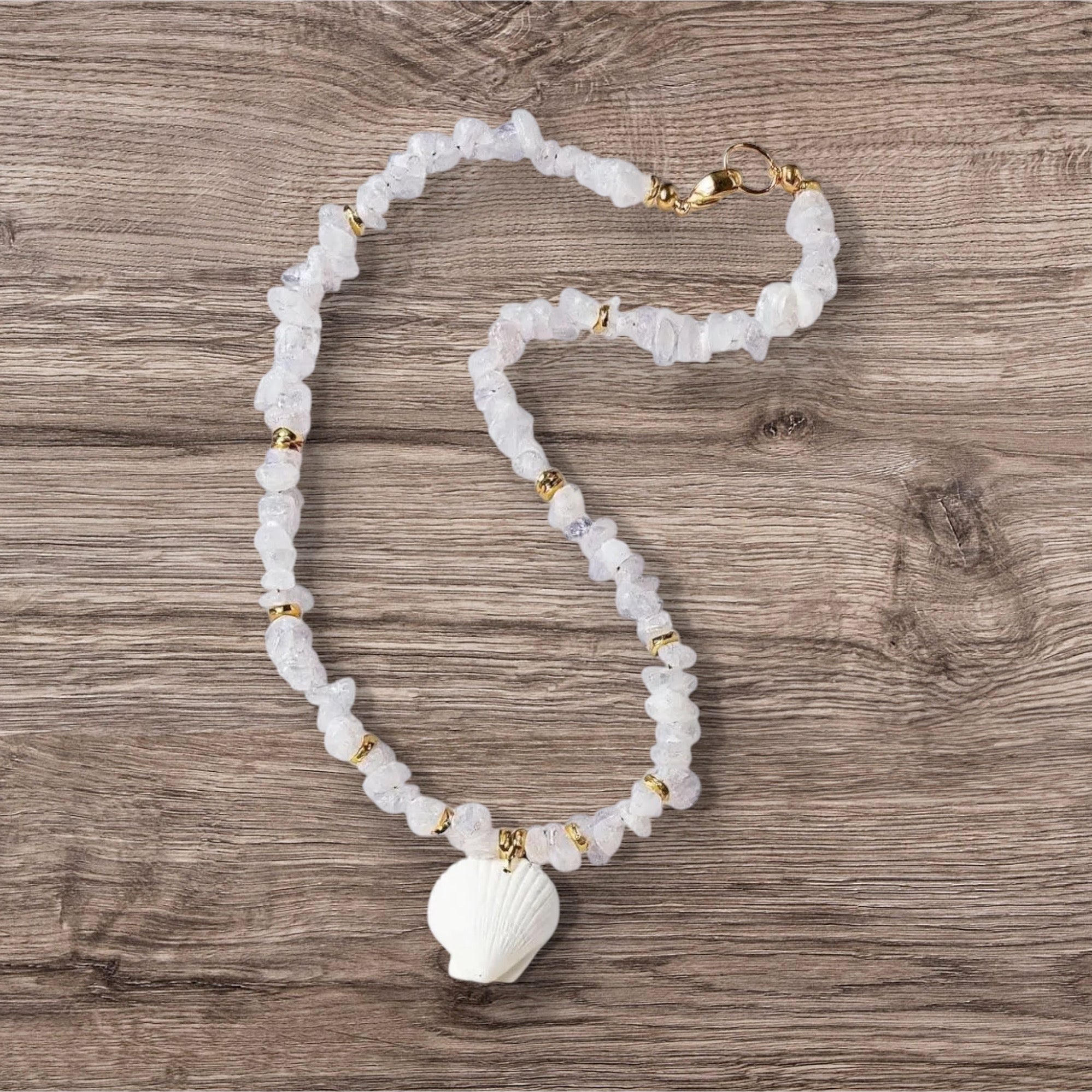 Marco Island (M.I.) Sea Shell Collection